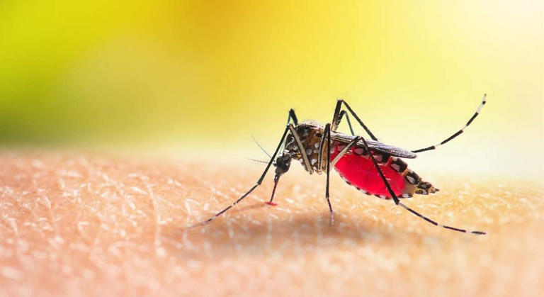 Los dermatólogos son tajantes ante la picadura del mosquito tigre ...