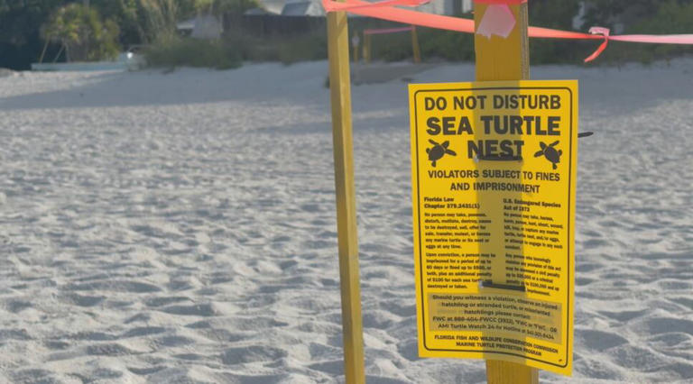 Sea turtles return to Anna Maria Island in full force