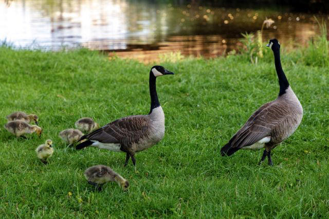 Madison HOA votes to euthanize 226 geese, and neighbors race to stop ...