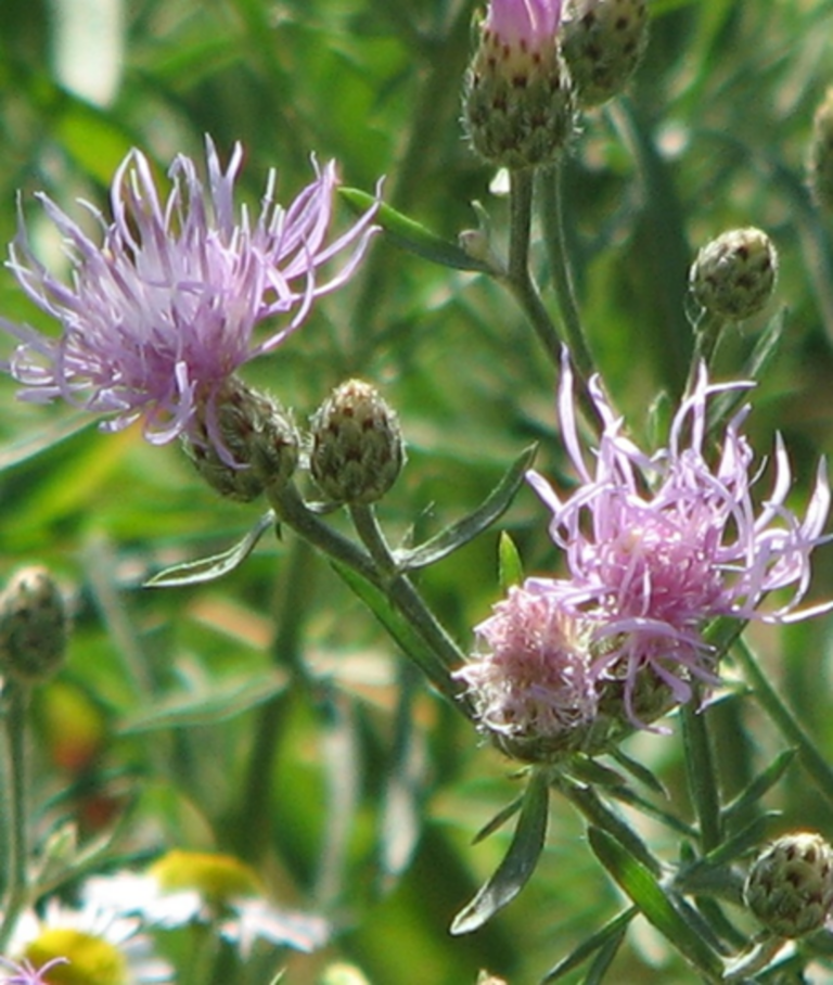 These two knapweeds are new to Kansas noxious weed list. Here's what ...