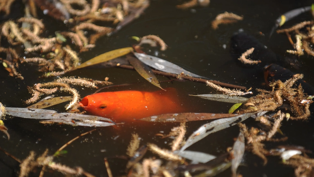 Photo inspiration: Minimum Space For A Healthy Goldfish Reference: How Goldfish Threaten Freshwater Ecosystems