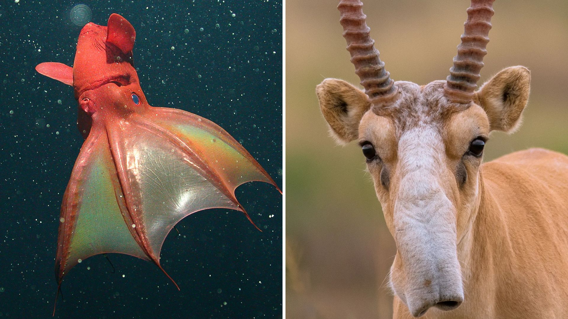 20 mythical animals that actually walk the Earth