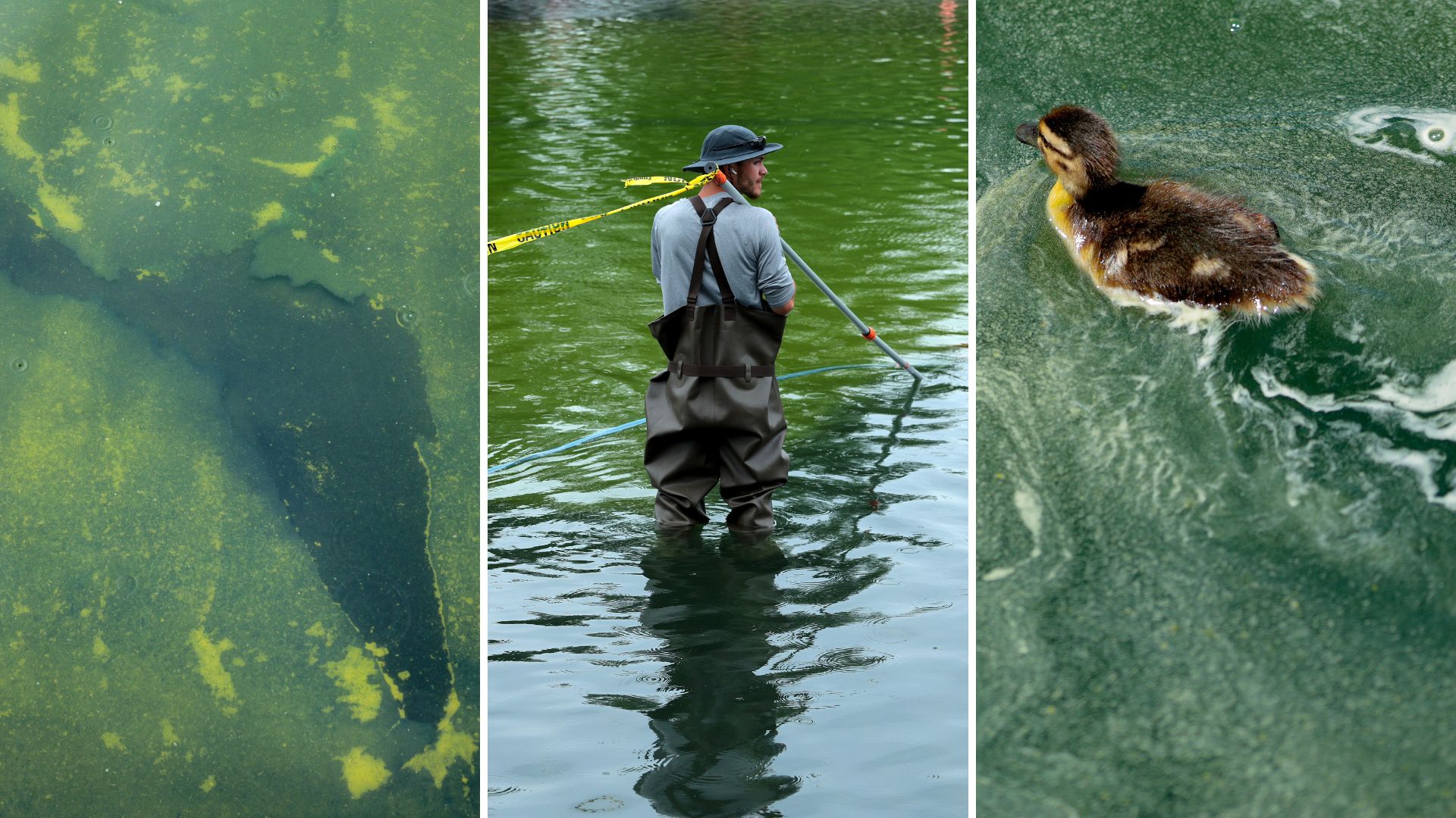 Green algae and floating &ldquo;American flag blue&rdquo; paint fuel scrutiny of reflecting pool contracts awarded to Trump allies