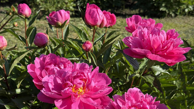 The 8 best fragrant, romantic flowering shrubs that aren't roses
