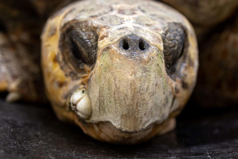 A 172-pound loggerhead turtle was rescued with four fishing hooks in ...