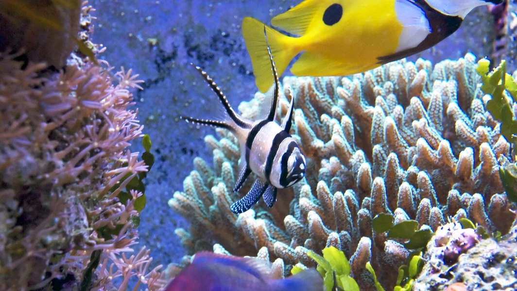 Illustration of Saltwater Aquarium Beginner Permaculture