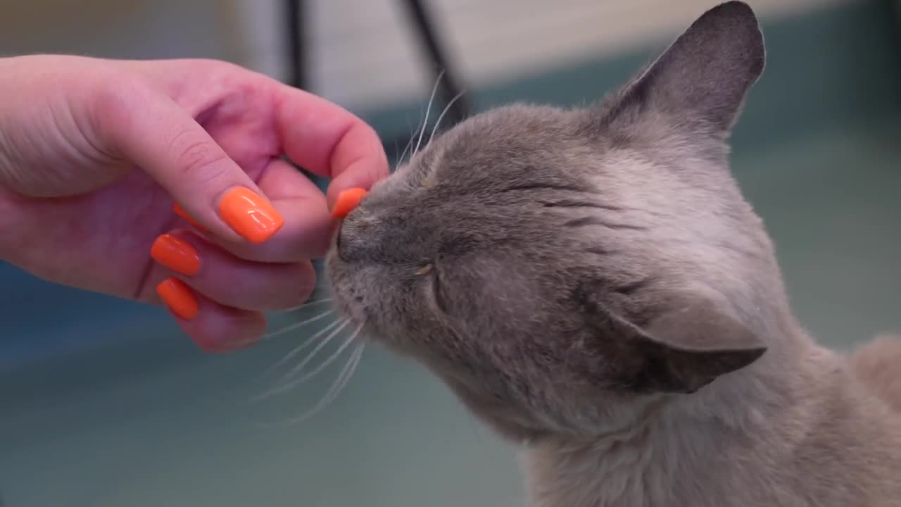 Curated visual reference: Gallery Detail: Tails To Adoption Meet Charles A Senior Cat Looking For