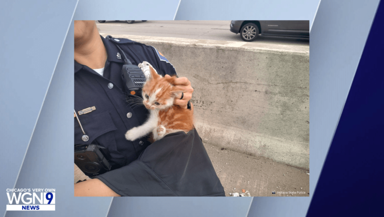 Indiana State Police troopers rescue kitten stranded along I-94