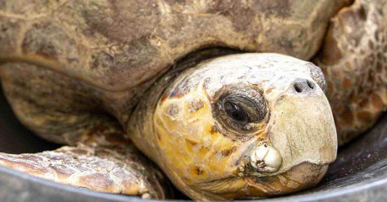 A 172-pound loggerhead turtle was rescued with four fishing hooks in ...