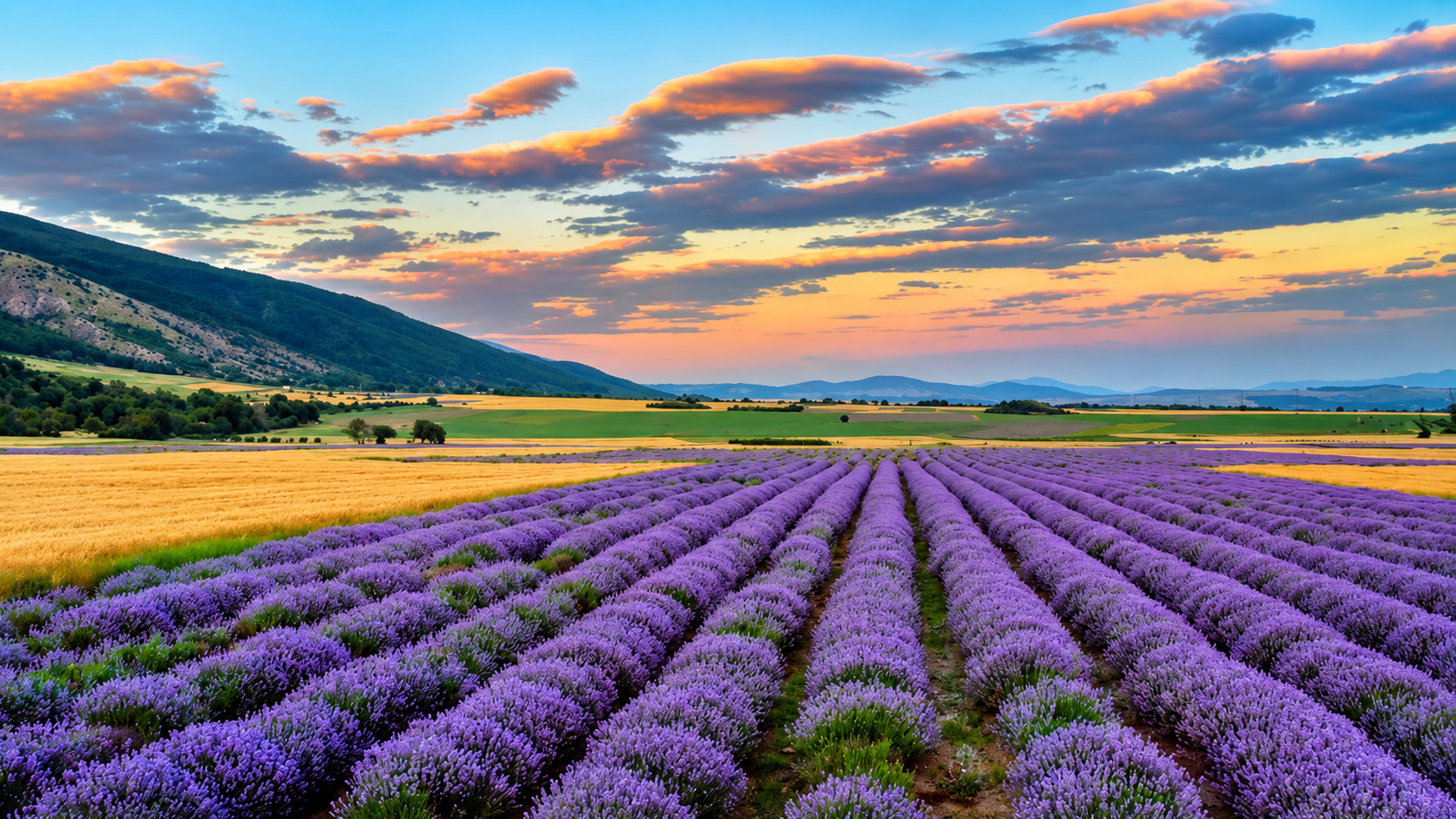 Endless lavender fields turning Kazanluk Valley purple