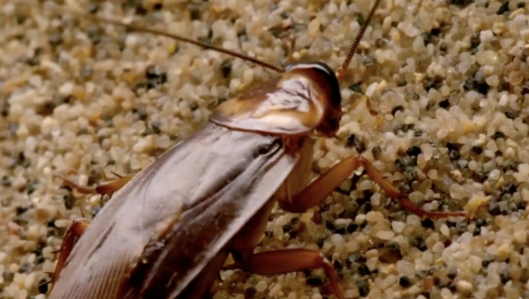 Surviving a cockroach infestation: What you need to know