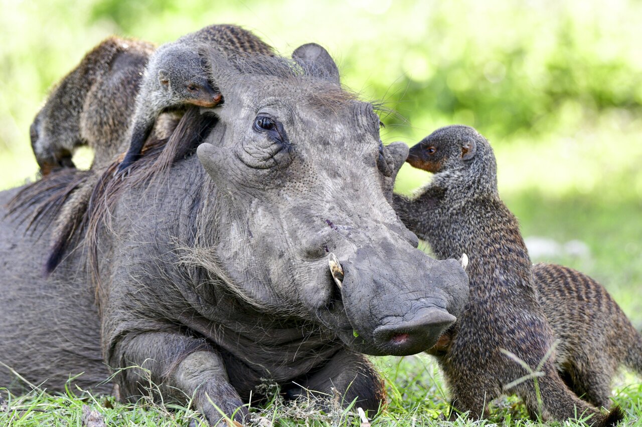 How animals communicate to work together across species boundaries