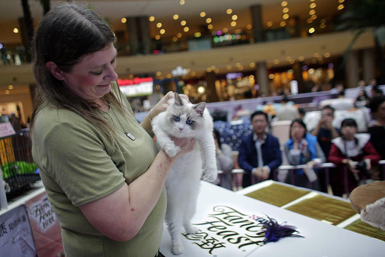 Cats of different sizes 2026: Here are the 24 biggest and smallest ...