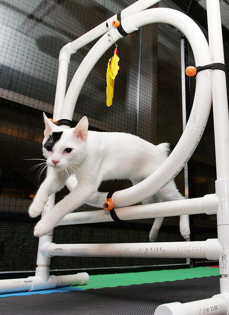 Cats of different sizes 2026: Here are the 24 biggest and smallest ...