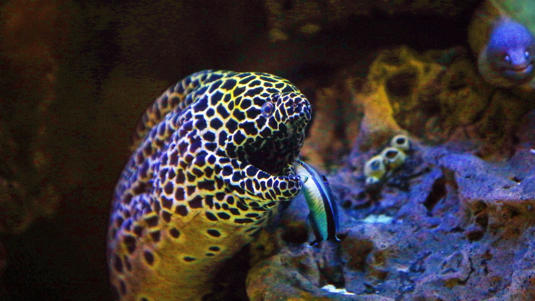 Visual Reference: 7 Aggressive Aquarium Fish To Handle With Care