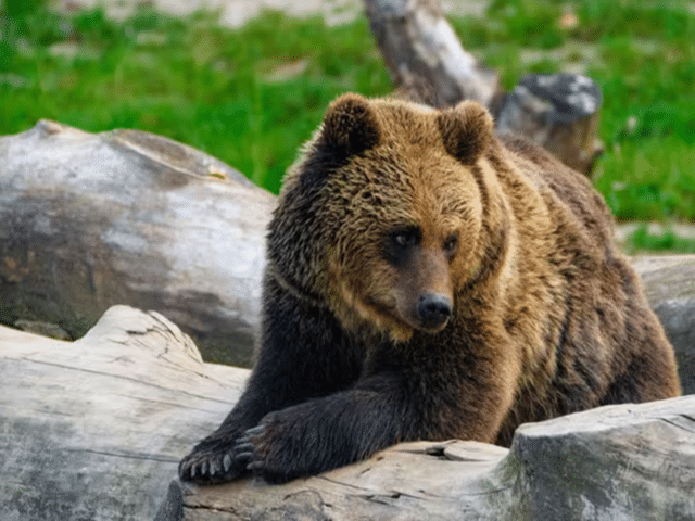 AI bear tracking: AI will now track bear behavior and also help with ...