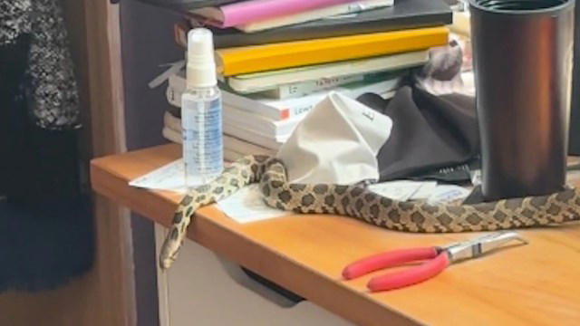 Redditor hears something hit their desk, looks up to find a snake ...