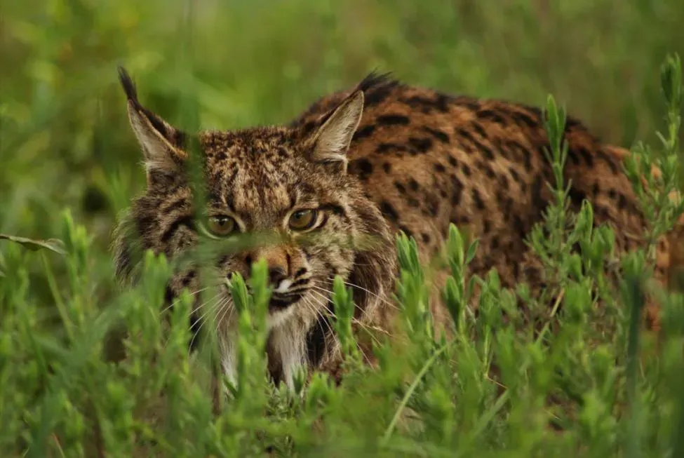 8 species that came back from the brink of extinction - and what ...