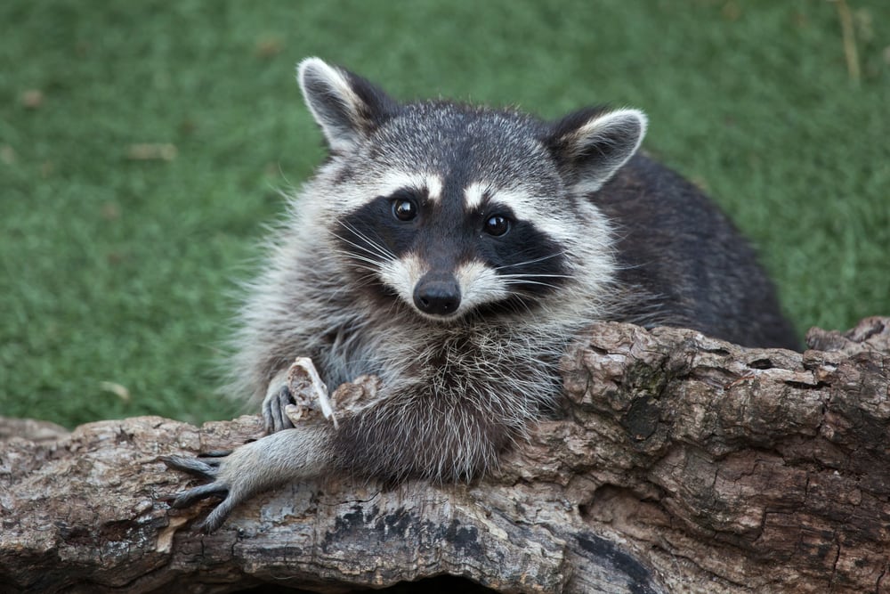 Health officals urge caution as cases of raccoon rabies surge in ...