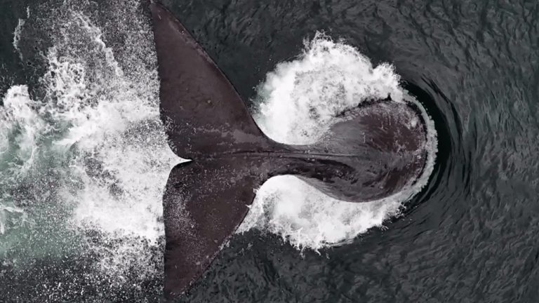 Hope for a rare whale species after being spotted off Vancouver Island