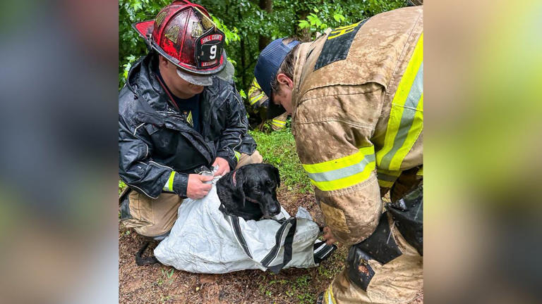 Dog rescued from Hall County ravine after becoming trapped during ...