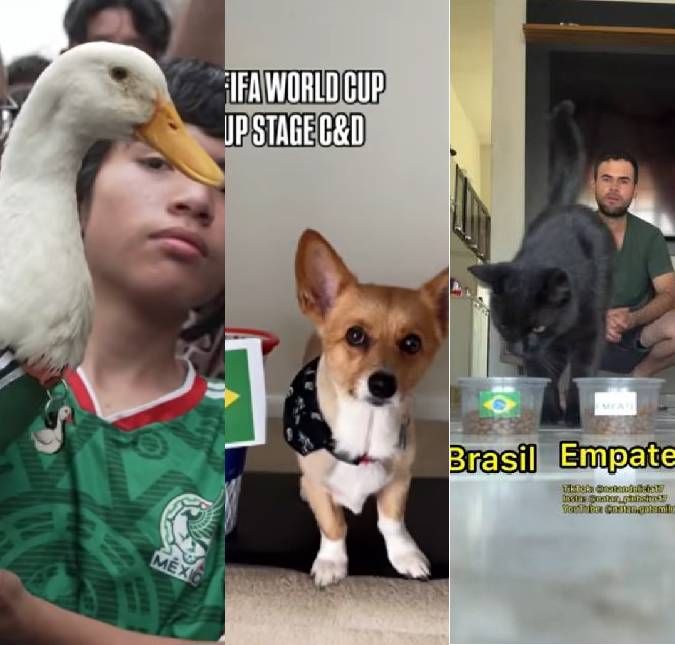 Animais tornam-se sensação na web com palpites para a Copa do Mundo