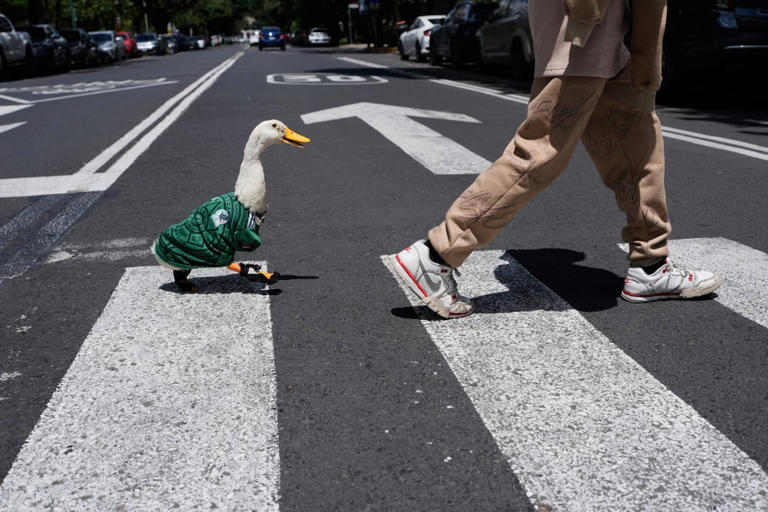Meet Merlin, the viral Mexican duck taking the World Cup by storm