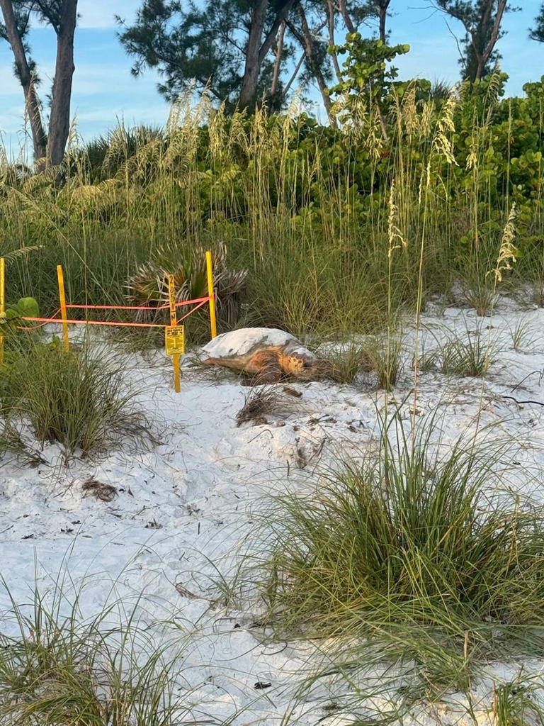 Turtle watchers urge beachgoers to give nesting loggerheads space on ...