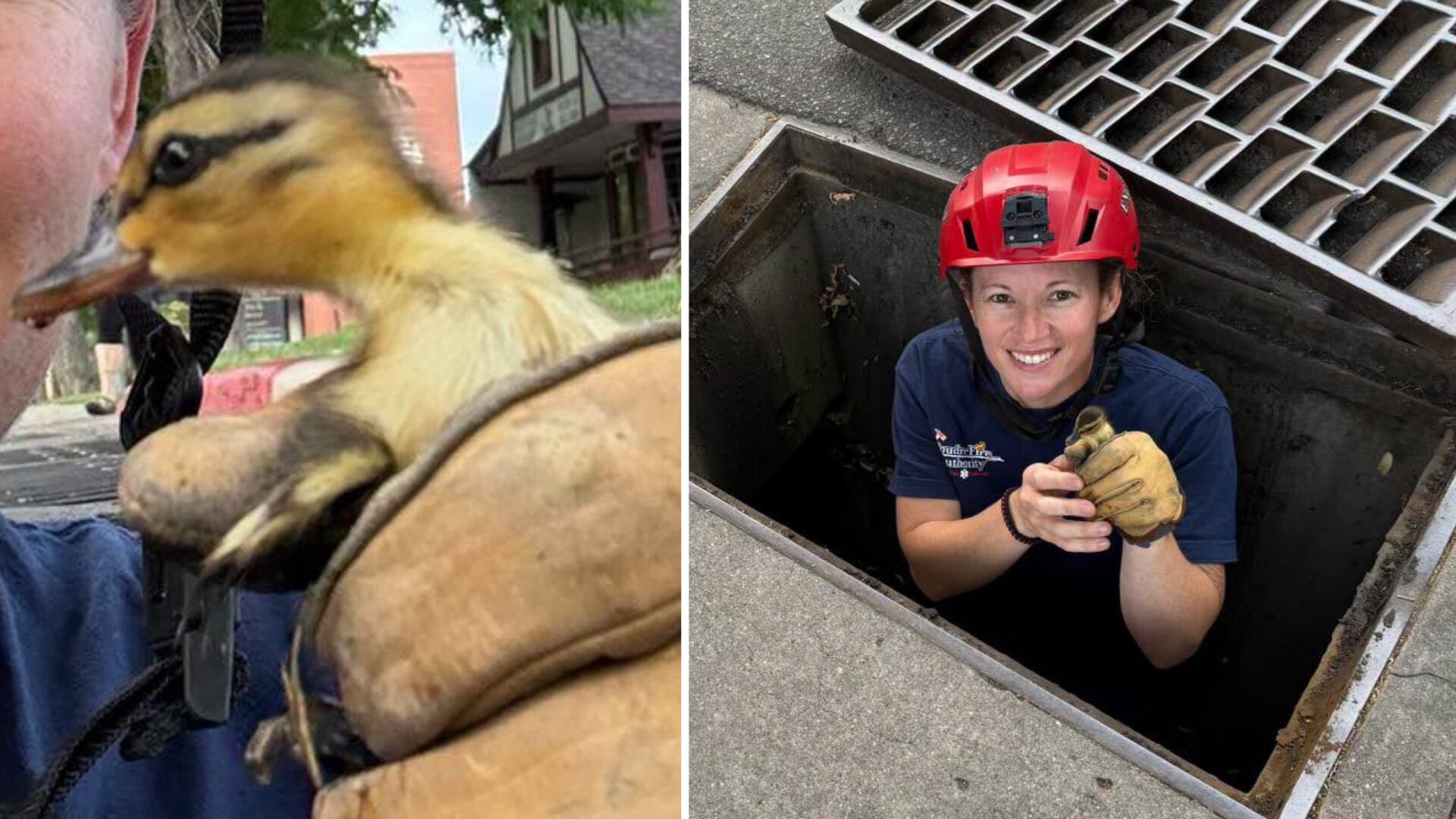 Colorado firefighters rescue ducklings stuck in storm drain