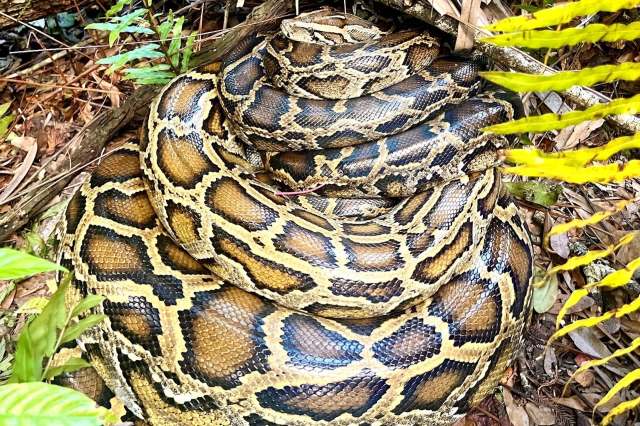 Biologists use 'scout snakes' to pull record 177 pythons, 4,100 eggs ...