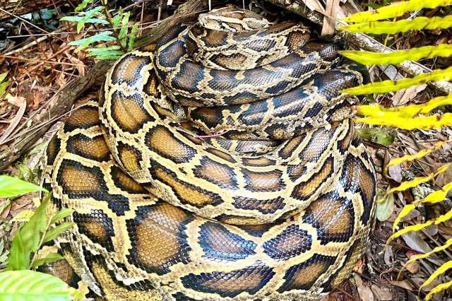 Biologists use 'scout snakes' to pull record 177 pythons, 4,100 eggs ...