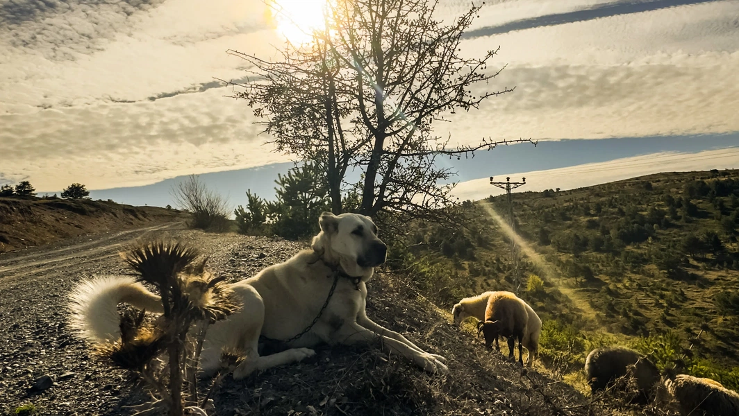 life-with-the-gentle-giant-guardian-dog