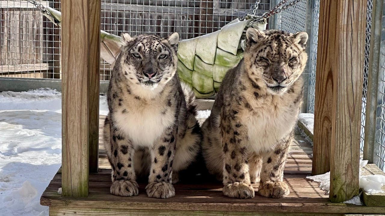 Cape May County Zoo mourns loss of snow leopards