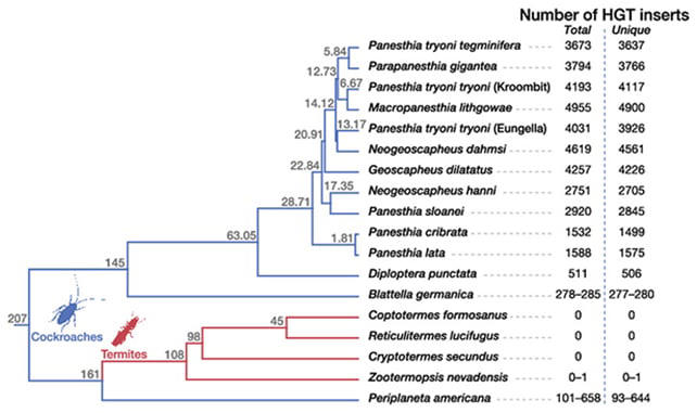 Cockroaches have been hiding a DNA secret for millions of years