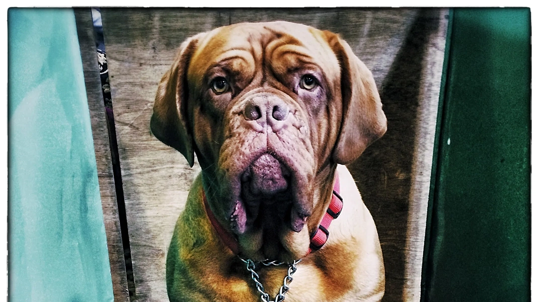 Curated visual reference: Visual Reference: 15 Dog Breeds With Shorter Lifespans And Health Risks
