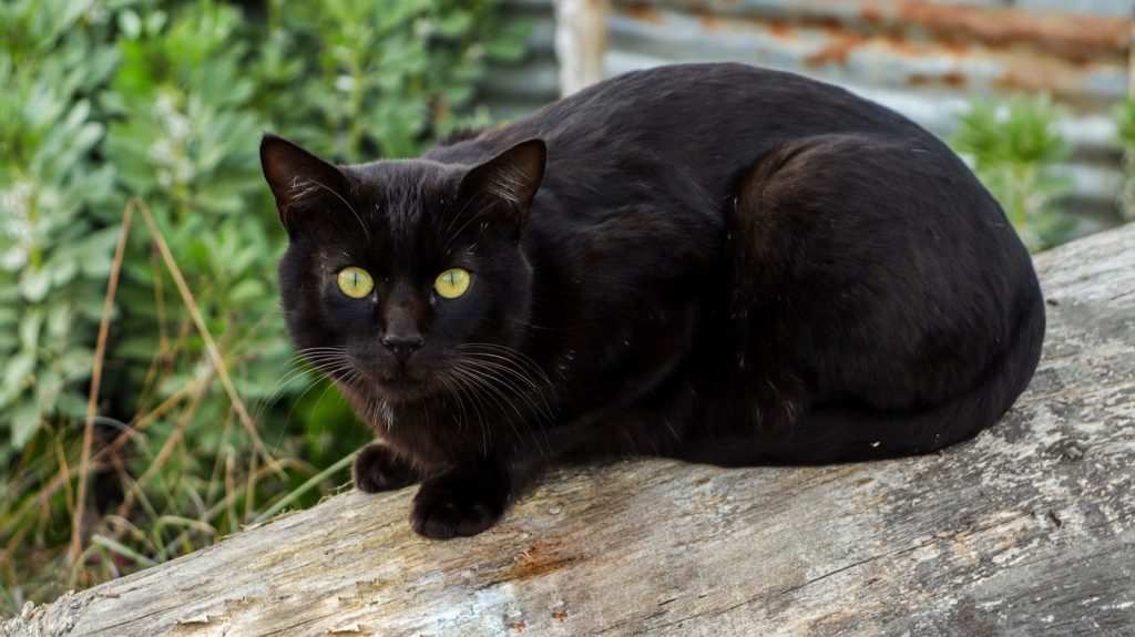 animals-historically-linked-to-myths-and-superstitions-about-evil