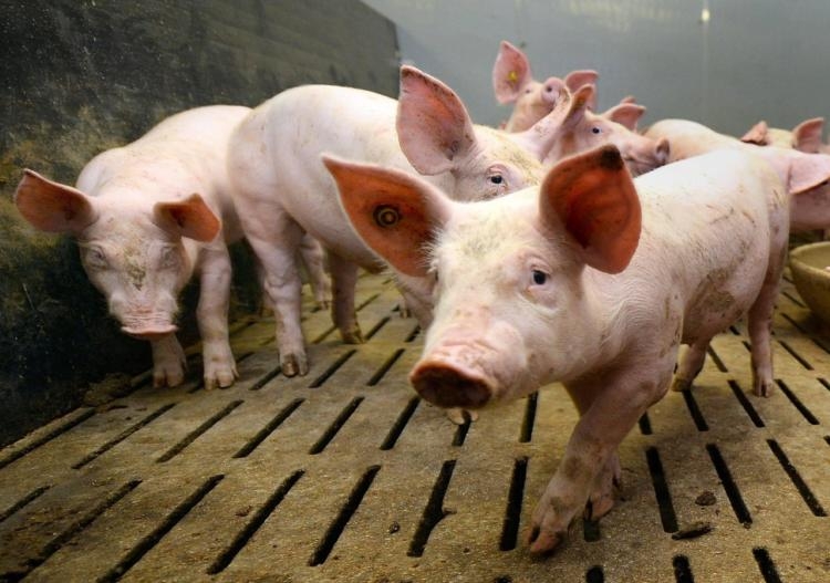 Le n° 1 du porc en France attaquait le n° 2 pour diffamation et — free download