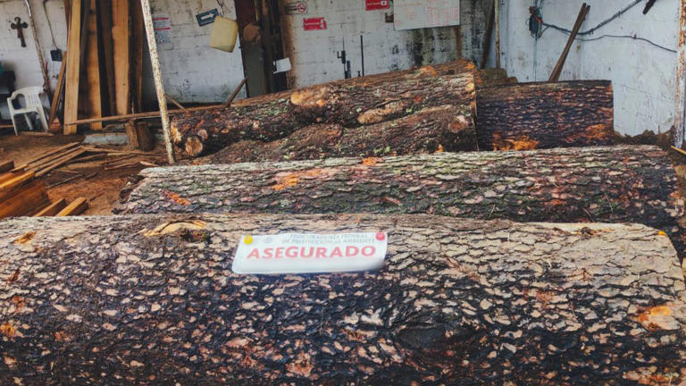Clausuran obras en municipios del Edomex por tala ilegal de árboles