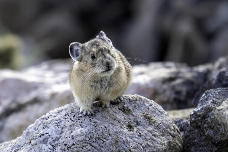 Photographer zooms in on rocks to find the little animal making a very ...