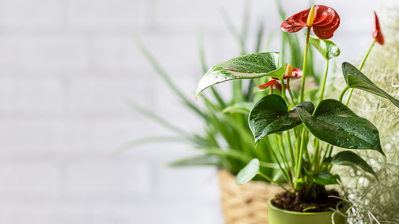  Foto zu How to create your own indoor greenhouse for tropical plants 