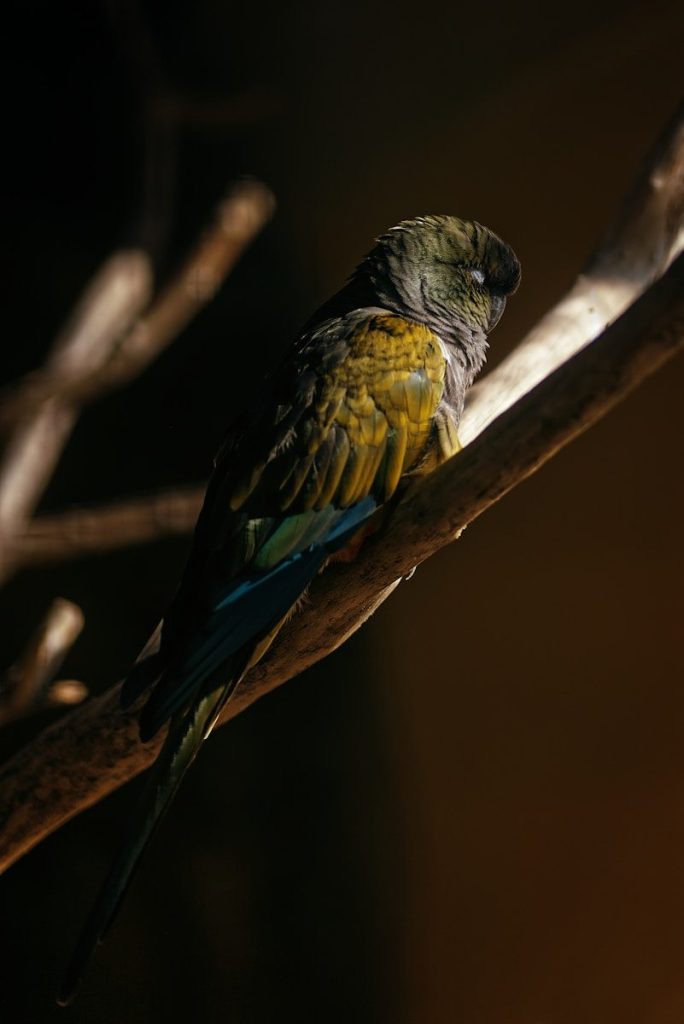 6 animals once believed extinct that were later found alive