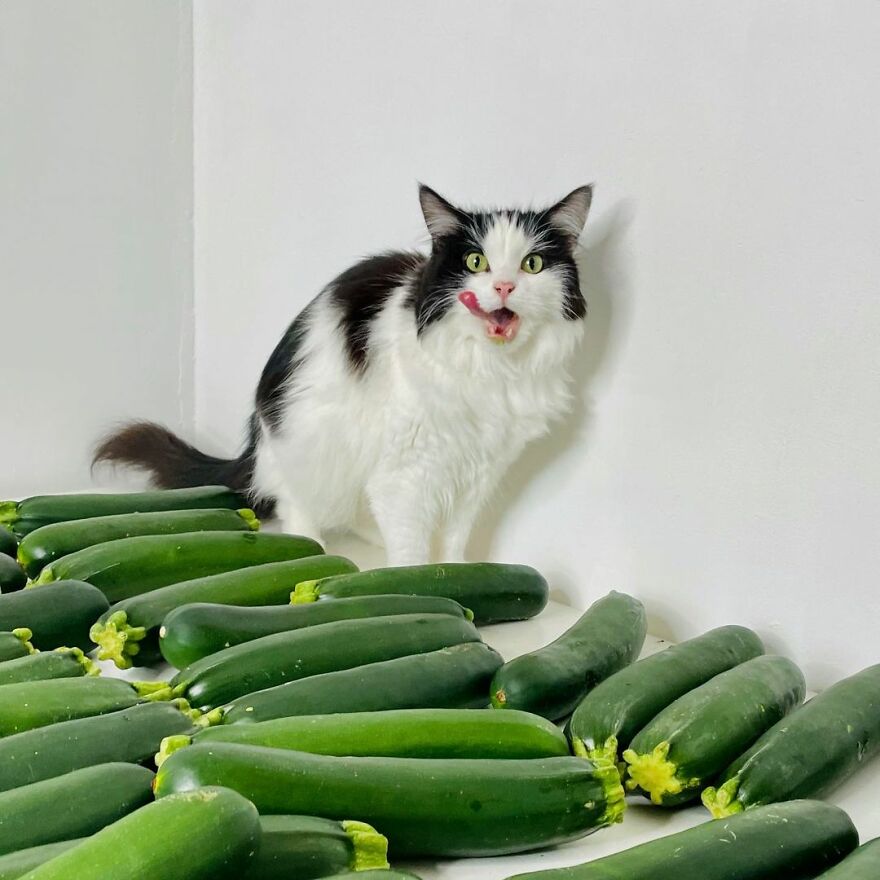These perfectly normal things in your home are, to your cat, absolutely ...
