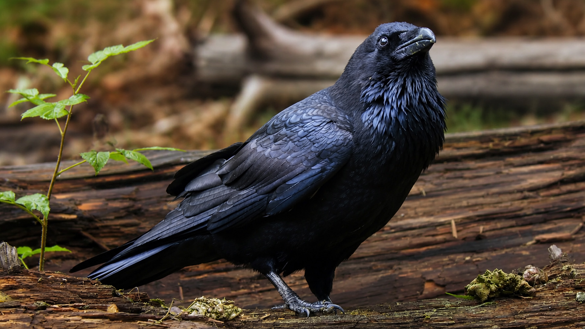 A raven’s visit to this woodland spot was caught on camera