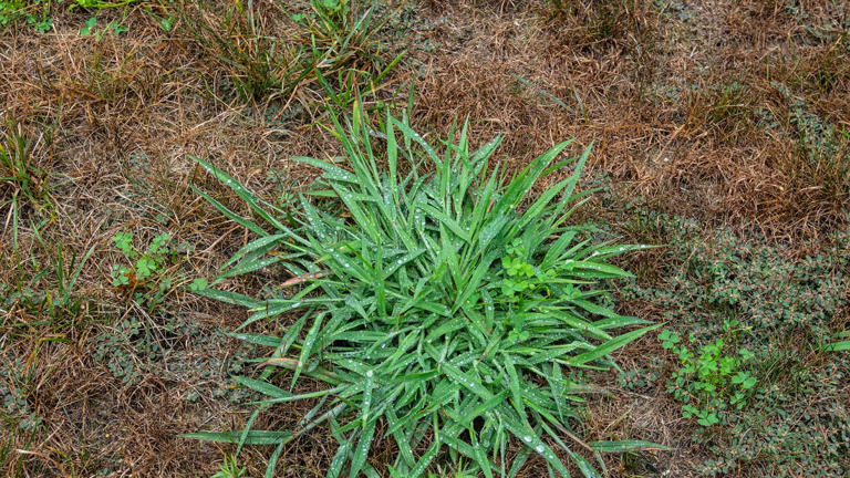 Why crabgrass keeps coming back—and the simple fix most homeowners miss