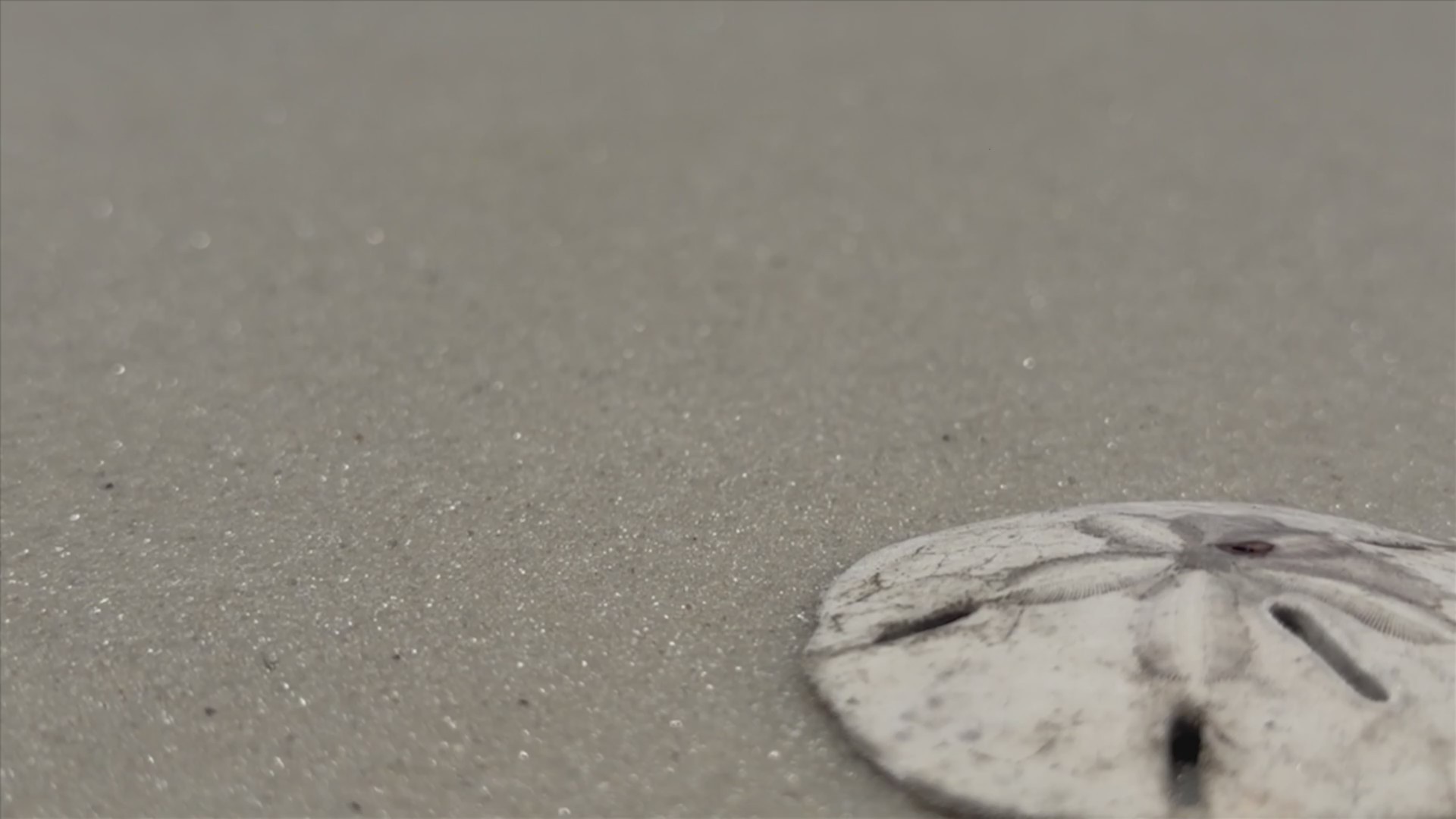 Sand dollars: Living marine life, not just beach souvenirs