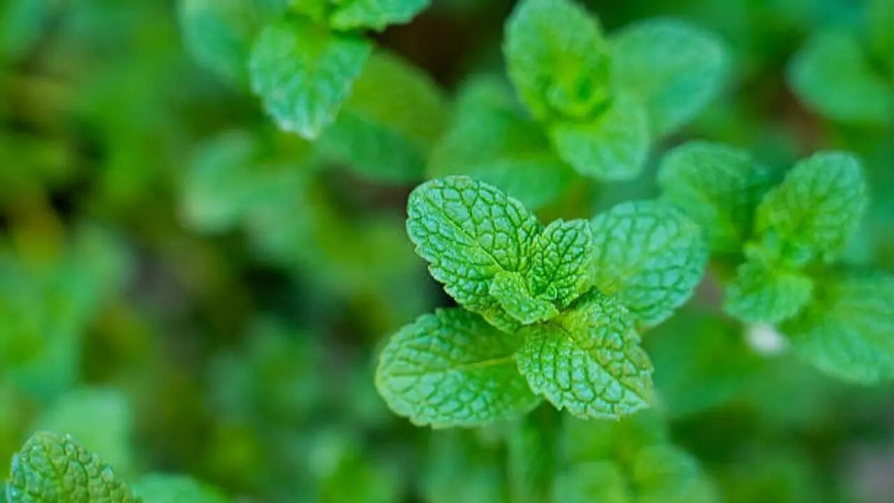 How to grow pudina at home fromstore-bought leaves and stem:A step-by ...