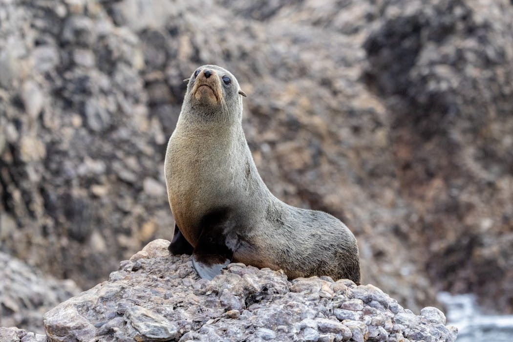 Seal pups and seabird chicks are suffering in extreme weather. How can ...