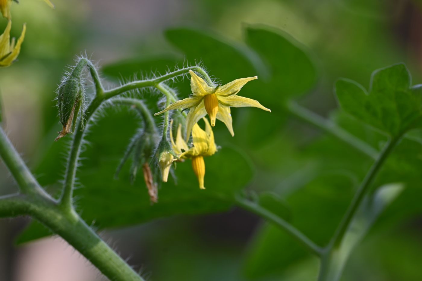 Pourquoi les fleurs de tomates tombentelles? — free download