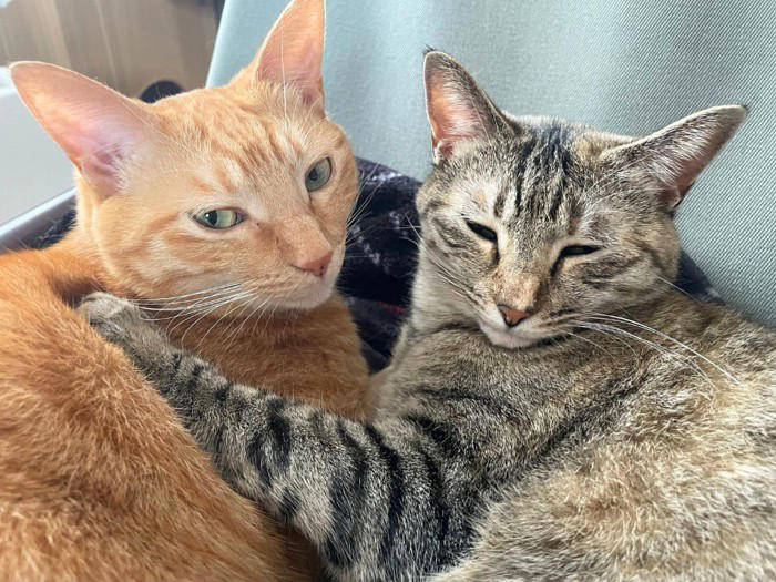 猫を多頭飼いするときに考えたい『年齢差』に関すること3つ 相性の良し悪しや新たに迎えるときの注意点も