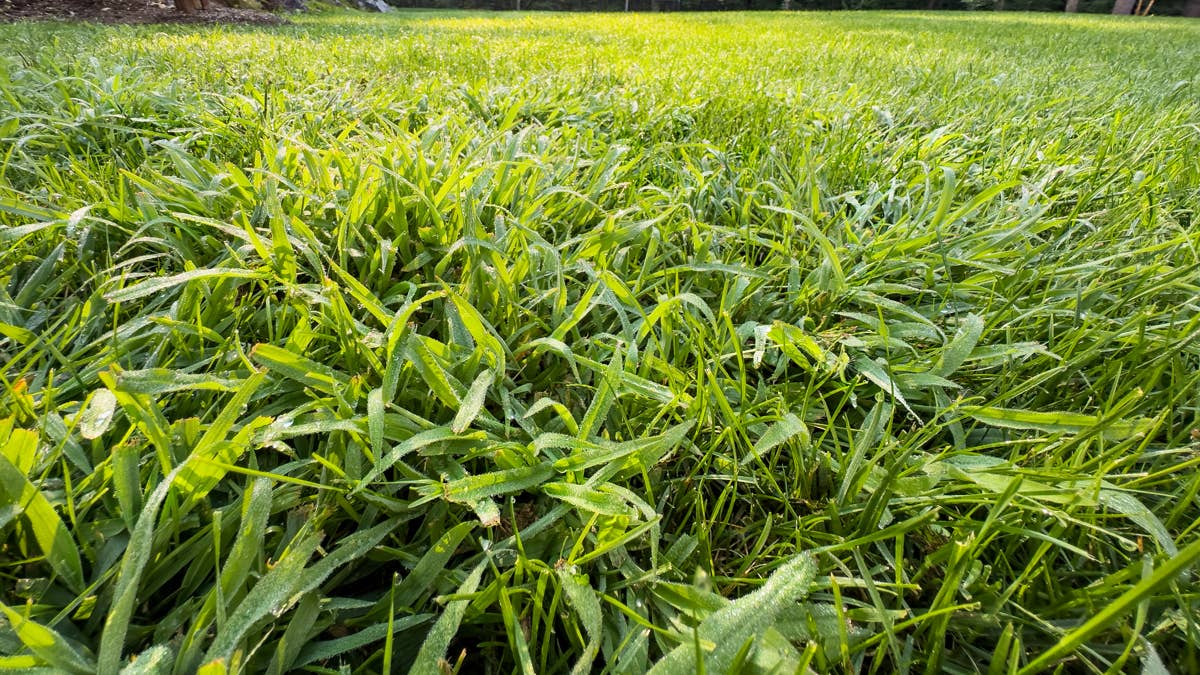 Why Crabgrass Keeps Coming Back—and the Simple Fix Most Homeowners Miss